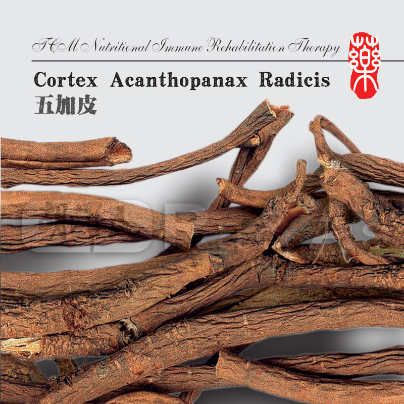 Cortex Acanthopanax Radicis