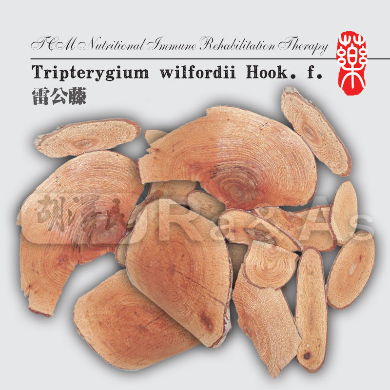 Tripterygium wilfordii Hook. f.