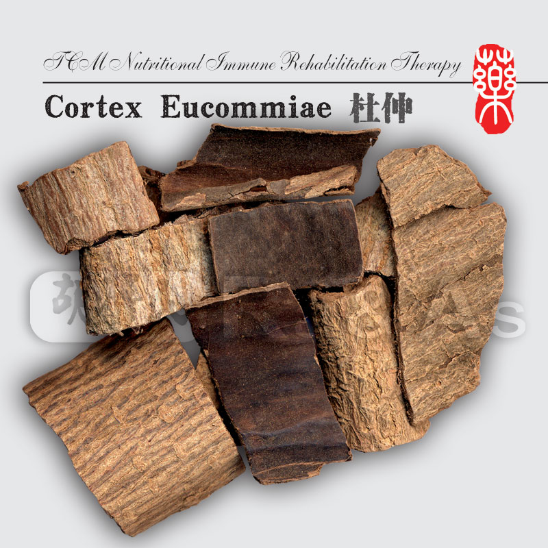 Cortex Eucommiae